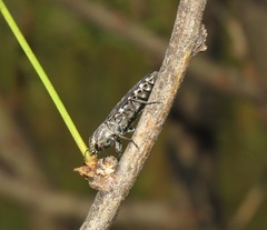 Chrysobothris octocola