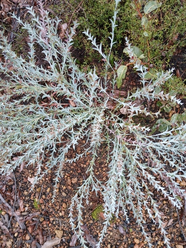 Image of Daviesia decurrens by (c) naturewatchwidow, some rights reserved (CC BY)