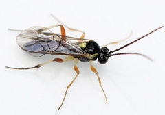 Diplazon scutatorius