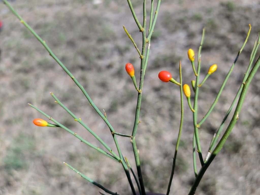 Anthobolus leptomeroides