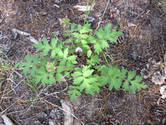 Hydrophyllum occidentale