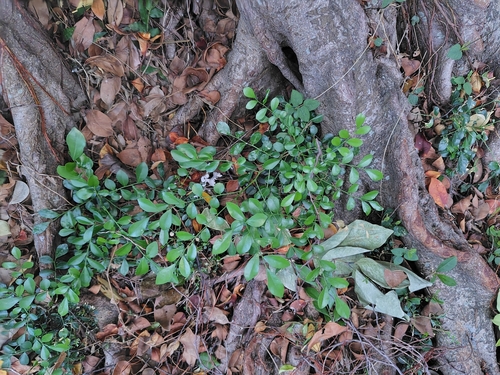 Murraya paniculata