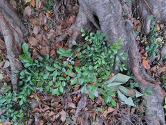 Orange Jasmine (Murraya paniculata)