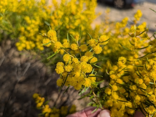 Tara wattle (Acacia lauta)
