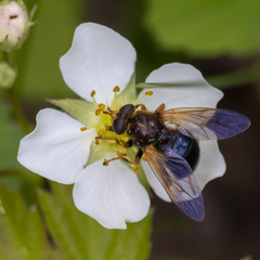 Blera armillata