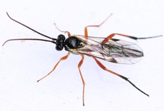 Syrphoctonus tarsatorius