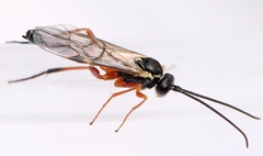 Syrphoctonus tarsatorius