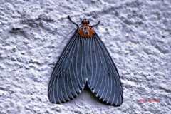 Aganainae