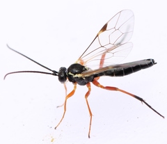 Syrphoctonus tarsatorius