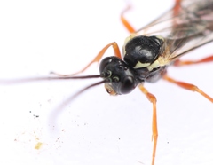 Syrphoctonus tarsatorius