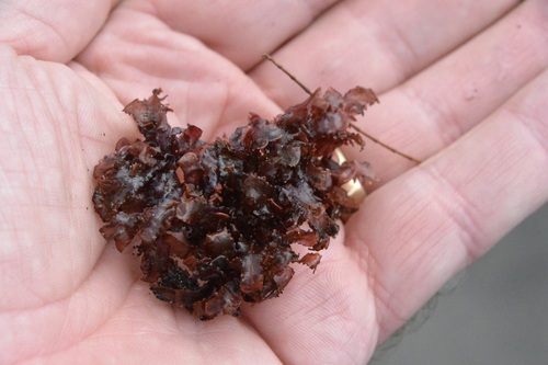 Amansia glomerata observed 2024-08-22