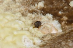 Ambrysus mormon