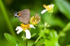 Electrostrymon angelia