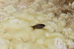 Ambrysus mormon