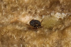 Ambrysus mormon