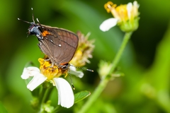 Electrostrymon angelia