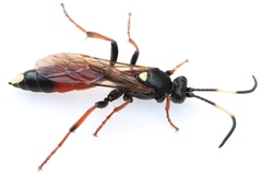 Ichneumon gracilentus