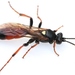 Ichneumon gracilentus - Photo (c) Marie Lou Legrand, some rights reserved (CC BY-NC), uploaded by Marie Lou Legrand