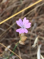 Kohlrauschia