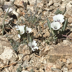 Calochortus invenustus