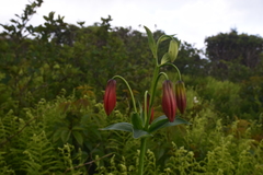 Lilium grayi