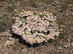 Erigeron pygmaeus