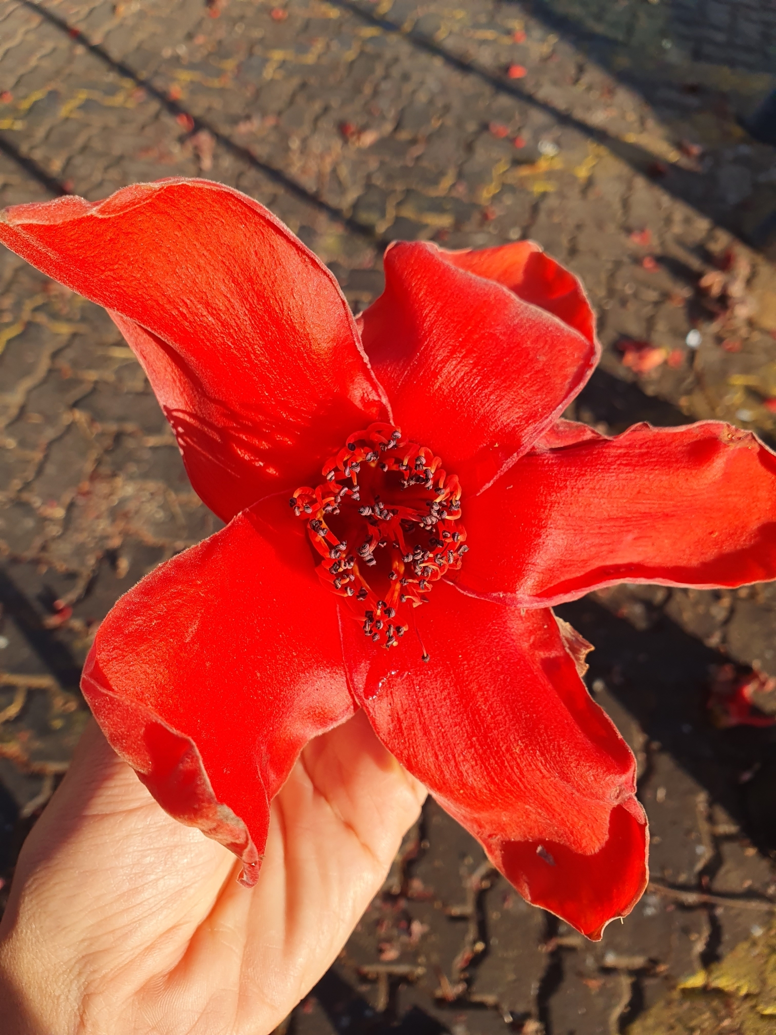 Bombax ceiba