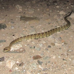Crotalus molossus