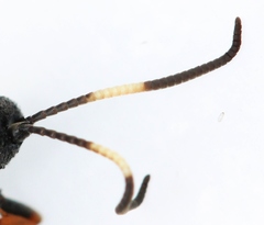 Ichneumon albiger
