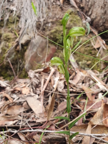 Image of Pterostylis melagramma by (c) Kate Martin, some rights reserved (CC BY)