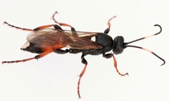 Ichneumon bucculentus