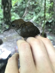 Microcerculus marginatus