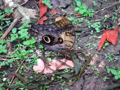 Caligo telamonius memnon