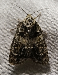 Acronicta increta