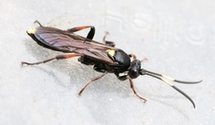 Ichneumon inquinatus