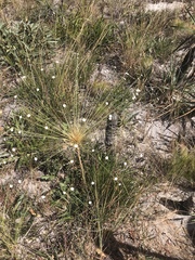 Paepalanthus