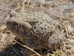 Anaxyrus compactilis