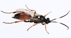 Ichneumon minutorius