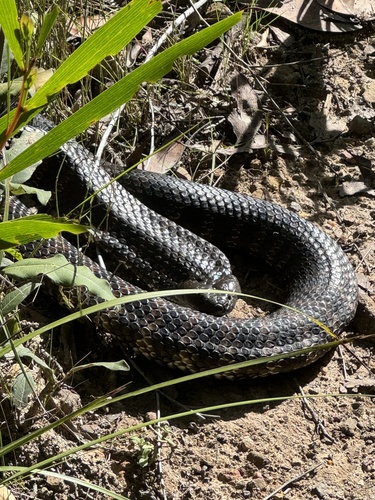 Tiger Snake sighting