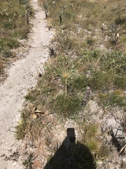 Paepalanthus