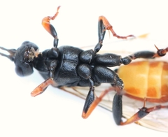 Ichneumon minutorius