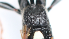 Ichneumon minutorius