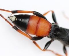 Ichneumon minutorius