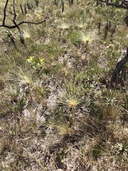 Paepalanthus