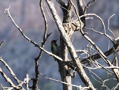 Picus vaillantii