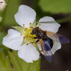 Blera armillata