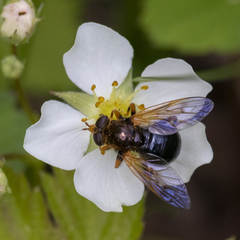 Blera armillata