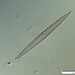 Pleurosigma intermedium - Photo (c) PeterKamen, some rights reserved (CC BY-NC), uploaded by PeterKamen