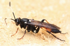 Ichneumon primatorius