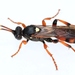 Ichneumon - Photo (c) Marie Lou Legrand, some rights reserved (CC BY-NC), uploaded by Marie Lou Legrand